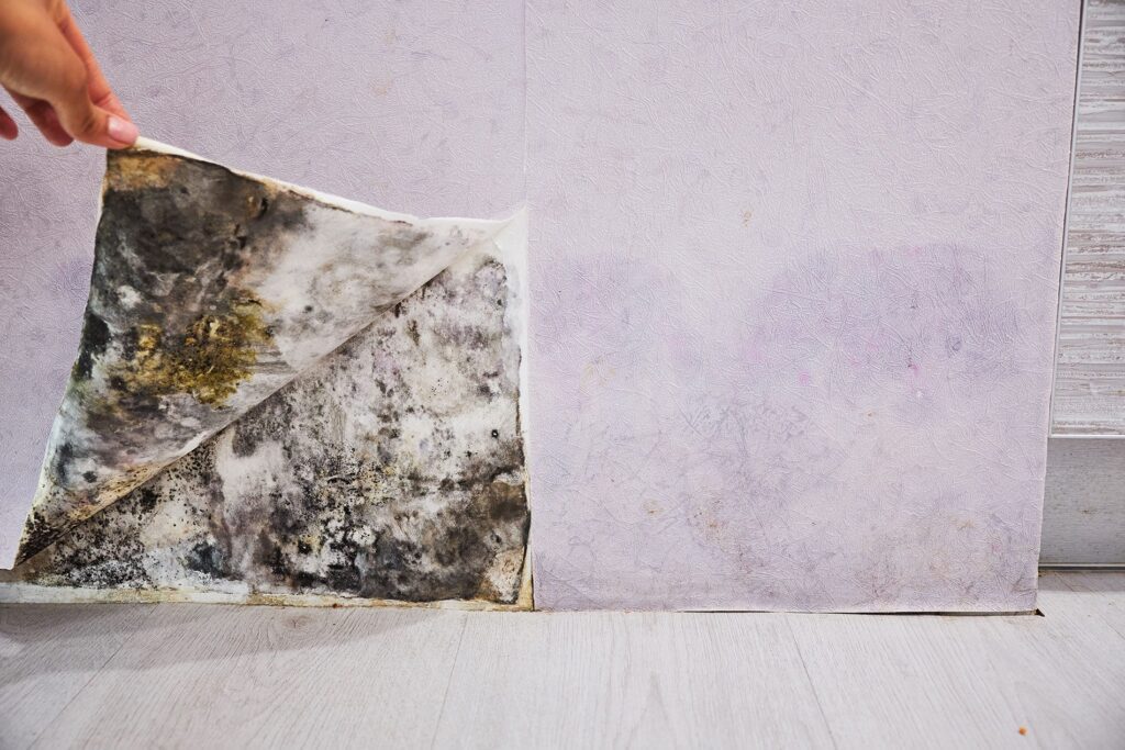 Commercial Mold Remediation Raleigh Nc