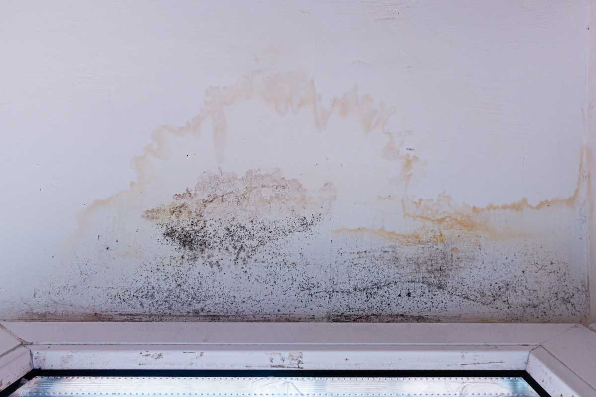 Mold Remediation Raleigh